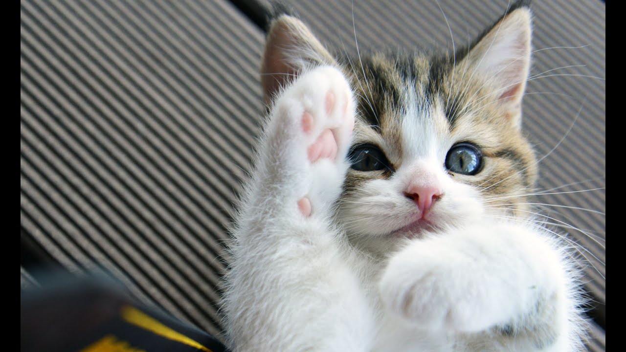 Kitty